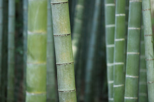 Green bamboo grows quickly, making it a sustainable choice for reusable products, such as Bagitoware bamboo cutlery