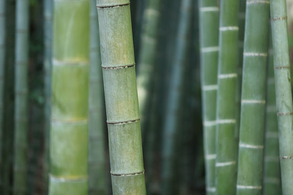 Green bamboo growing. Bamboo is a rapidly renewable resource used in Bagitoware bamboo cutlery