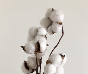 Organic cotton plant on white background. Photo credit Renurte