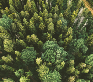 Aerial view of a healthy green forest. Photo by Shifaz Shamoon 